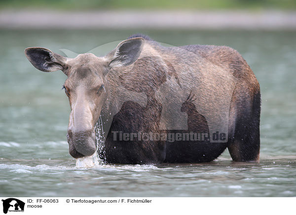 moose / FF-06063