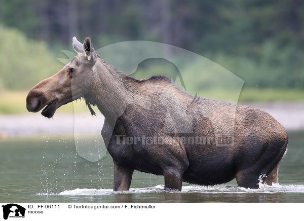 moose / FF-06111