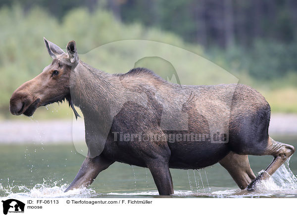 moose / FF-06113