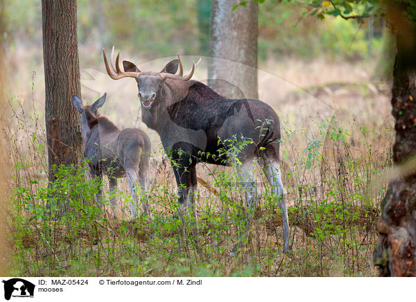 mooses / MAZ-05424