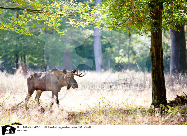 Elch / moose / MAZ-05427