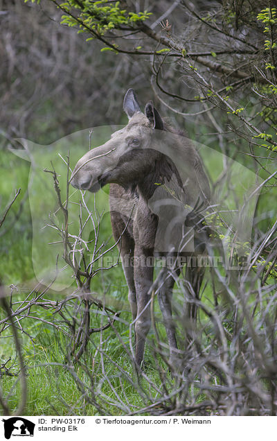 standing Elk / PW-03176