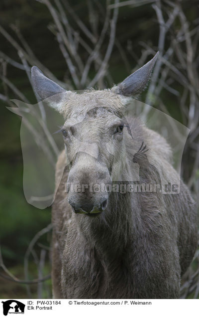 Elch Portrait / Elk Portrait / PW-03184