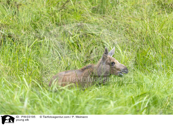 young elk / PW-03195