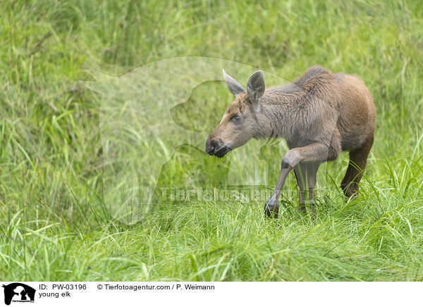 young elk / PW-03196