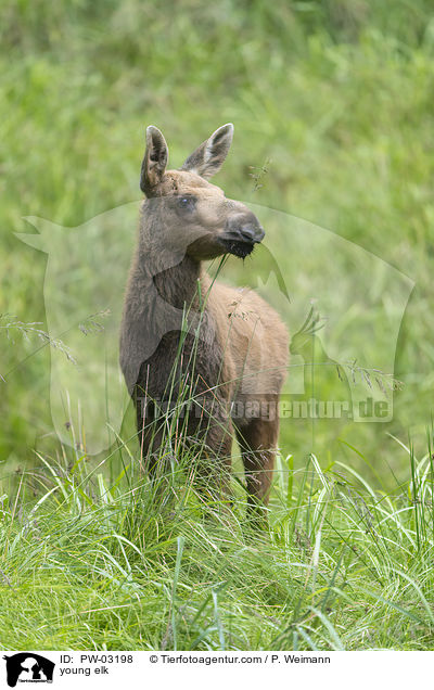 young elk / PW-03198