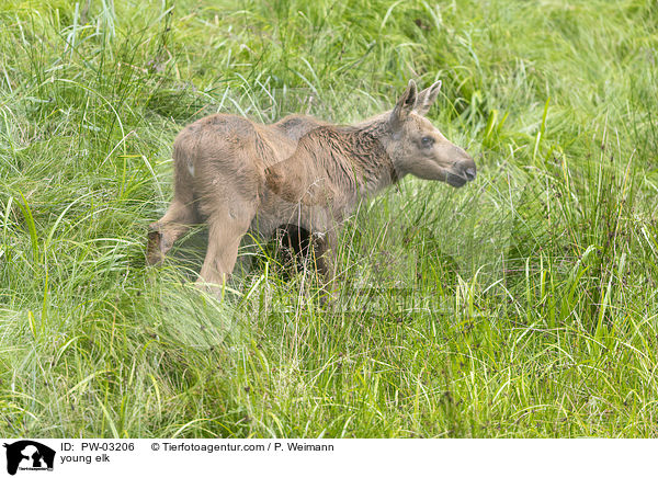 young elk / PW-03206