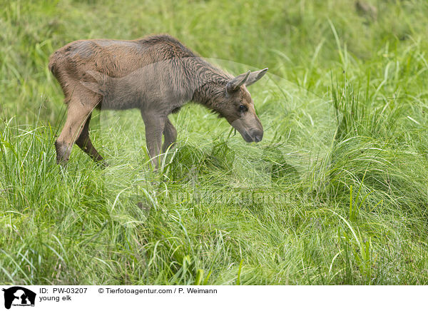 young elk / PW-03207