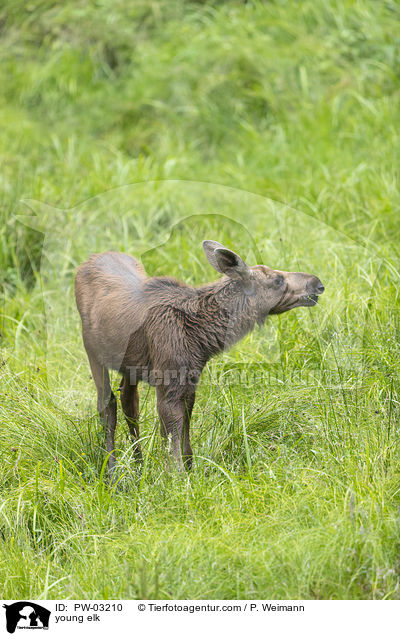 junger Elch / young elk / PW-03210