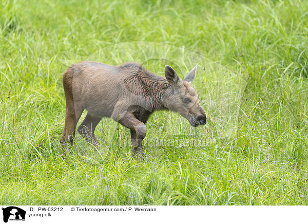 young elk / PW-03212