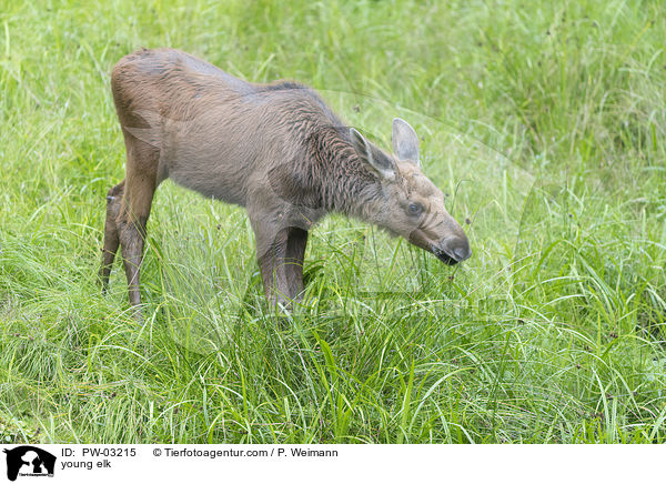 young elk / PW-03215