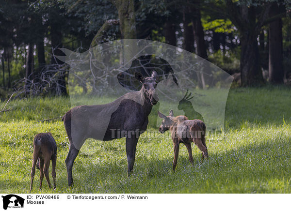 Mooses / PW-08489