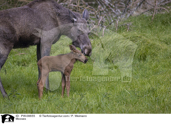 Elche / Mooses / PW-08655