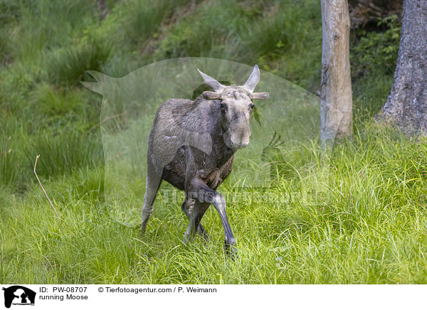 rennender Elch / running Moose / PW-08707