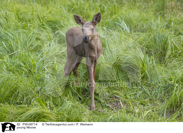 young Moose / PW-08714