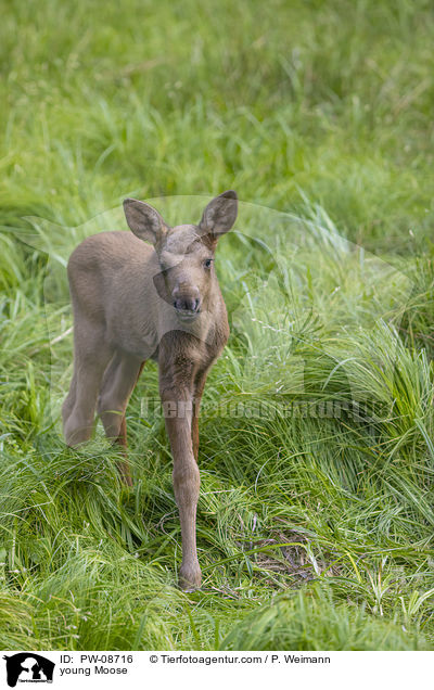 young Moose / PW-08716