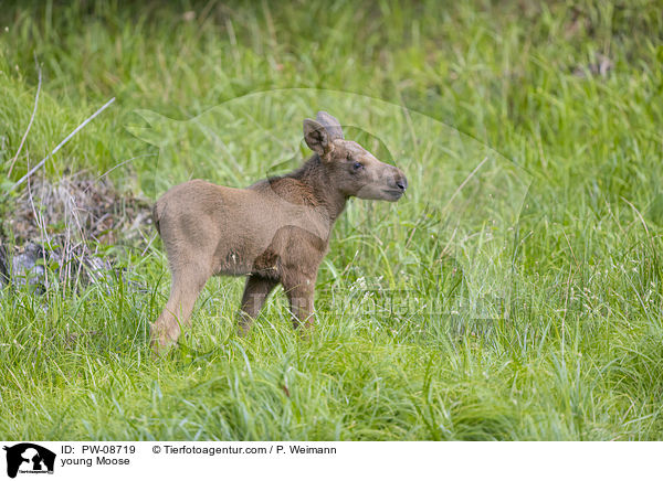 junger Elch / young Moose / PW-08719