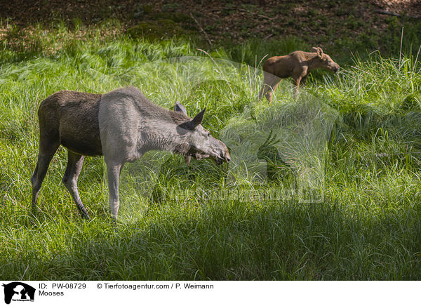 Mooses / PW-08729