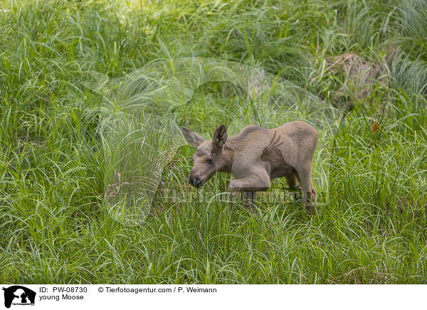 young Moose / PW-08730