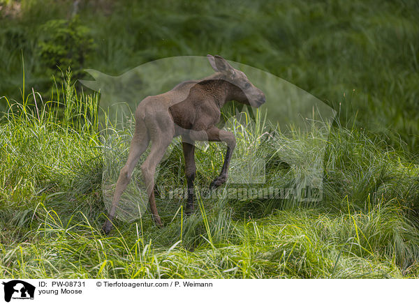 young Moose / PW-08731