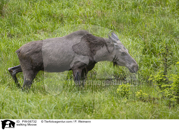 walking Moose / PW-08732