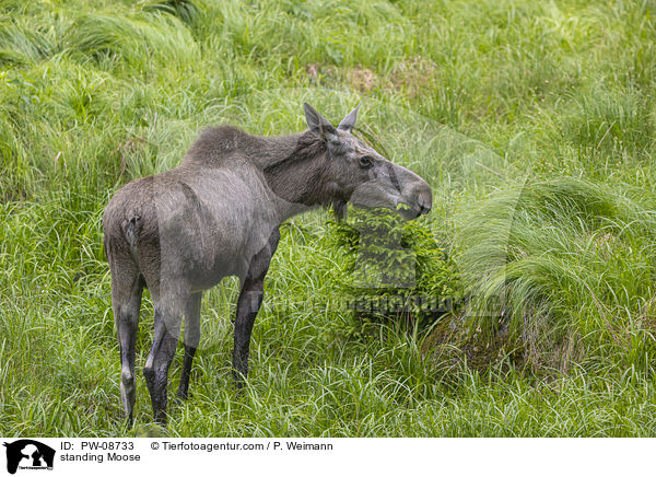 standing Moose / PW-08733