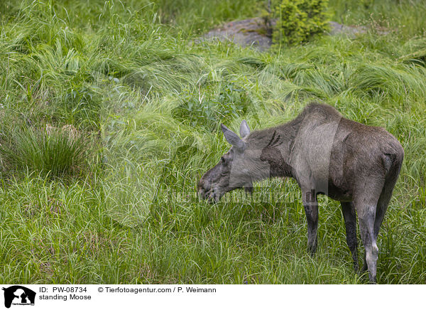 standing Moose / PW-08734