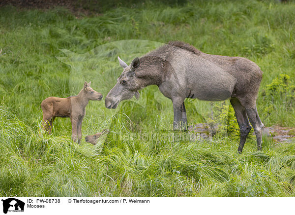 Mooses / PW-08738