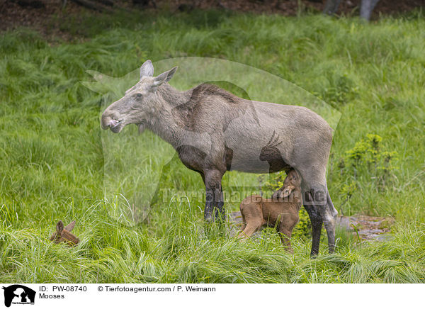 Elche / Mooses / PW-08740