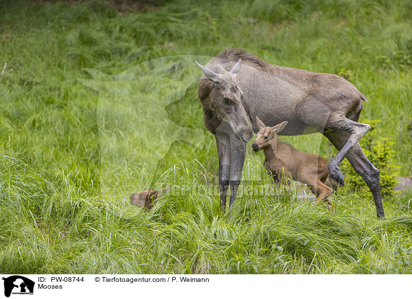 Elche / Mooses / PW-08744