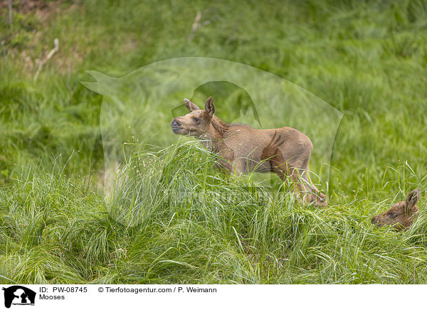 Mooses / PW-08745