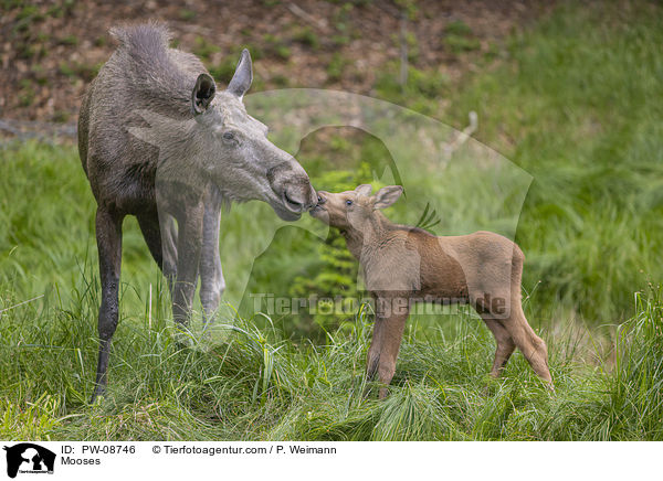 Elche / Mooses / PW-08746