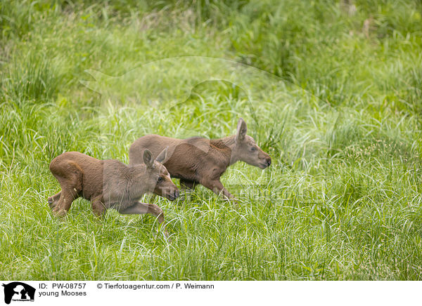 junge Elche / young Mooses / PW-08757