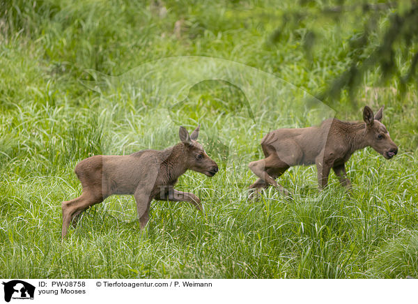 young Mooses / PW-08758