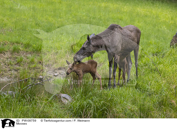 Mooses / PW-08759