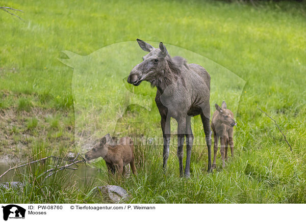 Mooses / PW-08760