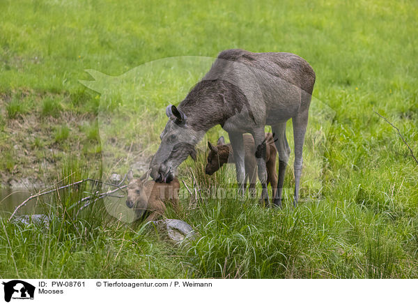 Mooses / PW-08761