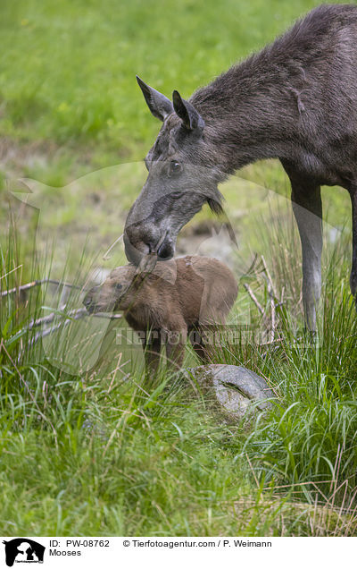 Mooses / PW-08762