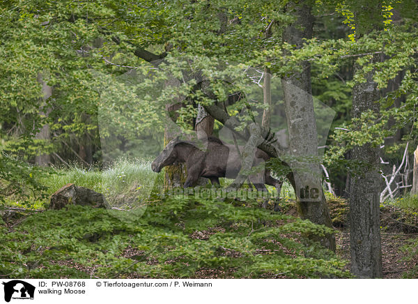 laufender Elch / walking Moose / PW-08768