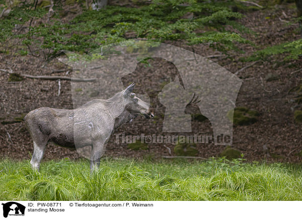 stehender Elch / standing Moose / PW-08771
