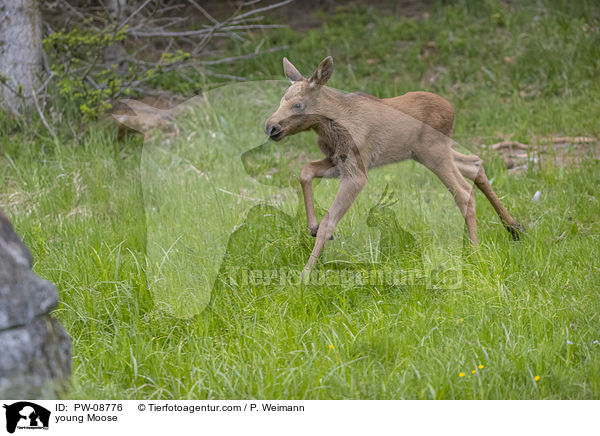 young Moose / PW-08776