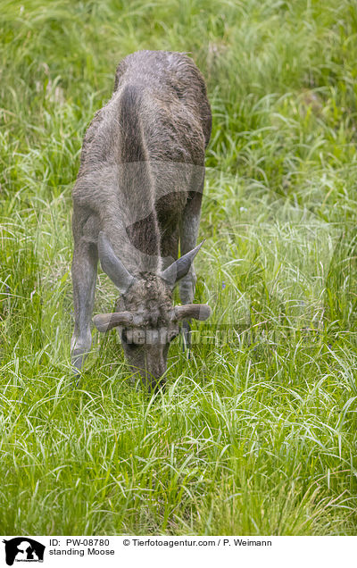 stehender Elch / standing Moose / PW-08780