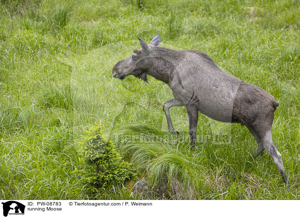 rennender Elch / running Moose / PW-08783