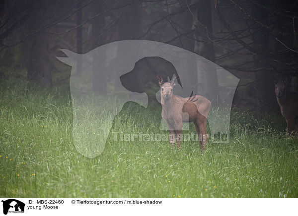 junger Elch / young Moose / MBS-22460