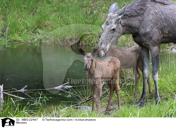 Elche / Mooses / MBS-22467