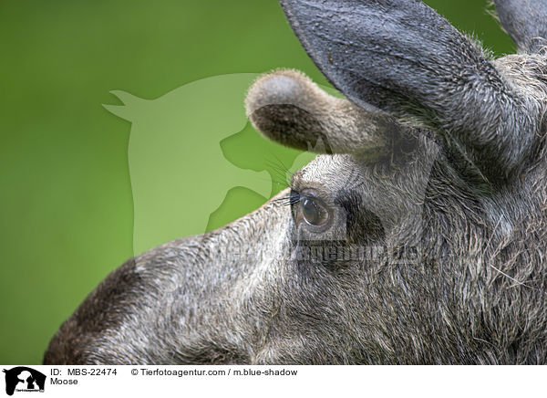 Elch / Moose / MBS-22474