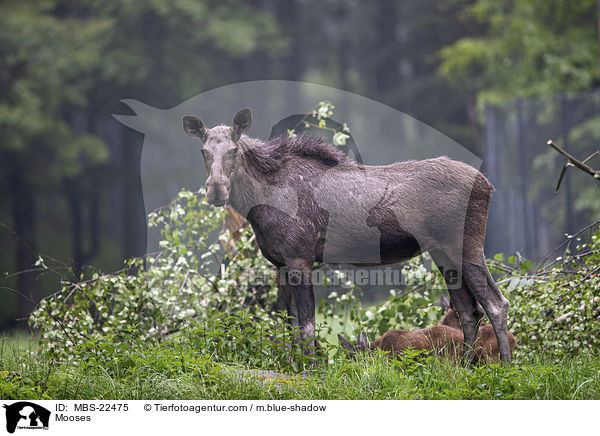 Elche / Mooses / MBS-22475