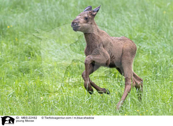 junger Elch / young Moose / MBS-22482