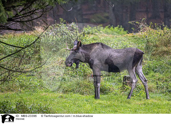 moose / MBS-23396