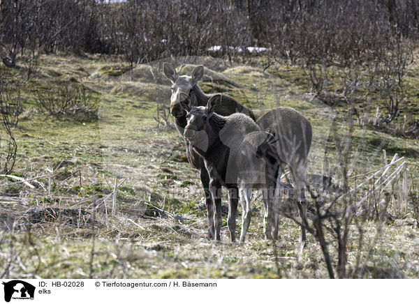 Elche / elks / HB-02028